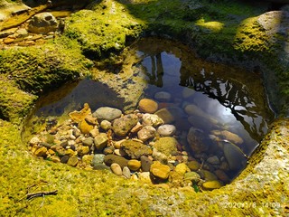 autumn leaves in water