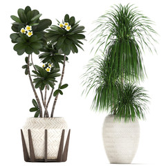 plant in a white rattan basket on a white background