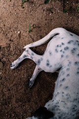 Perro dormido sobre la arena