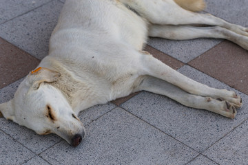 The sleep of a stray dog. The animal sleeps sweetly on paving slabs. The white bitch was castrated and tagged.