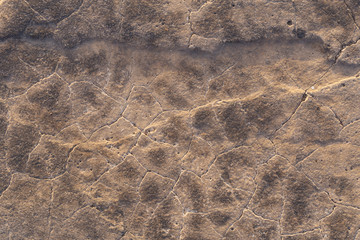 Concrete coating. Cracked stone background. Cement slab. The spotted skin of an ancient dinosaur.