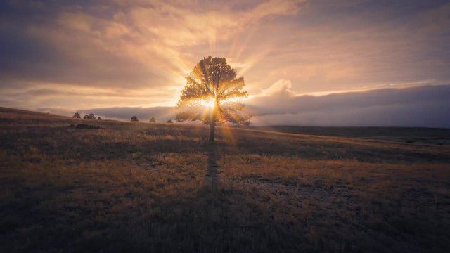 Aerial flying around a heavenly tree with jesus sun rays shining from it at sunset. South Dakota, USA