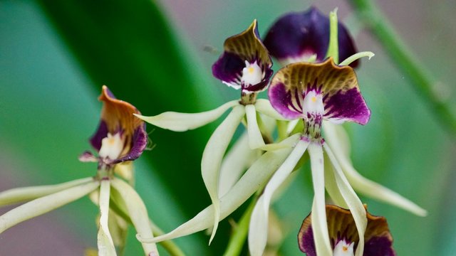 Schwarze Orchidee Belize