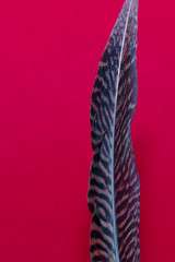 black and brown bird feather on red background
