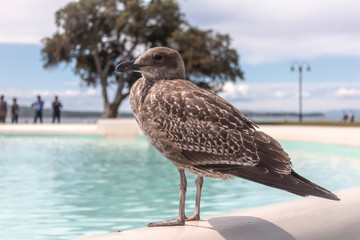 Obraz premium Seabird sits on the edge of a fountain