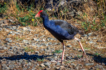 New Zealand pukeko bird on a swamp