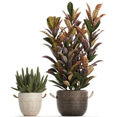 croton in pots on a white background © Yurii