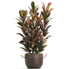 croton in pots on a white background © Yurii