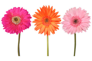 Flowers Isolated on White Background  with clipping path. There are Pink lily and Frangipani.