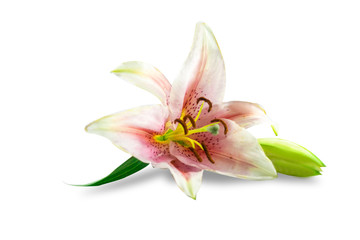 Naklejka na ściany i meble Flowers Isolated on White Background with clipping path. There are Pink lily and Frangipani.