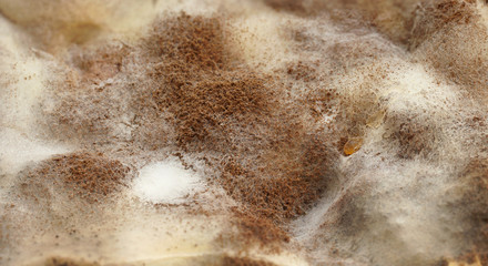 Mold close-up macro for background and texture. Moldy fungus on on bread.
