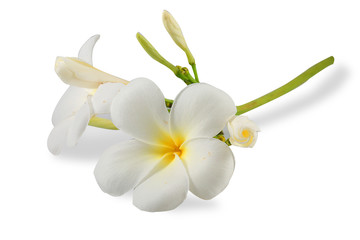 Fototapeta na wymiar Flowers Isolated on White Background. There are Pink, White Pink Frangipani. 