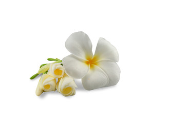 Fototapeta na wymiar Flowers Isolated on White Background. There are Pink, White Pink Frangipani. 