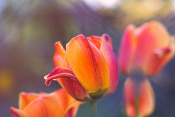 Tulipa Cairo or Triumph Tulip flower closeup with other tulips and bokeh in background at sunset.