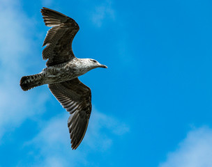 Southern Black Backed Gull