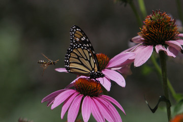 butterfly on a flower with Wasp