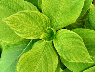 Green hydrangea leaves