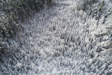 Top aerial view of dense wood trees covered by fresh snow. Winter season