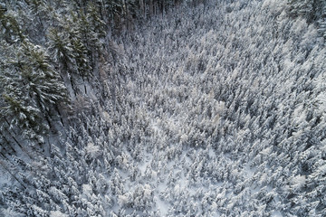 Aerial view of wood tree tops covered by fresh snow. Winter season