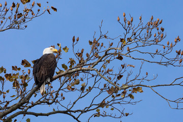 bald eagle on a tree