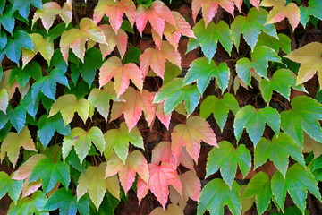 Colorful Autumn Ivy Leaves climbing on the wall