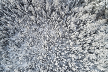 Aerial top down image of wood tree tops covered by fresh snow in winter. Natural winter landscape