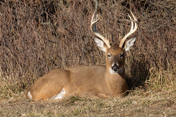 Relaxing Buck