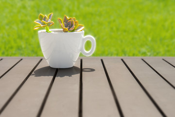 Green plant growing in white cup on wooden table. Copy space. Sideview. Pachira aquatica plant in small white pot on wood background. Organic food concept. Zero waste shopping