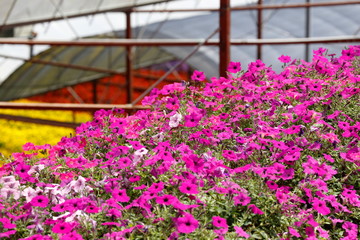 Closed-up Pink Petunias flowers plantation