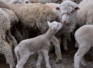 pequegno cordero perdido buscando a su madre
