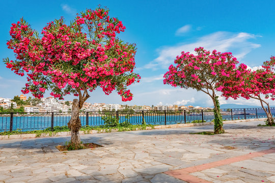 Vocambilia flowers. View of quay with trees in blossom. Short and long travel to Greece. Greek landscapes. Chalkida evia greece