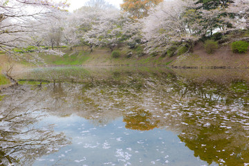 都城観音池公園の桜	
