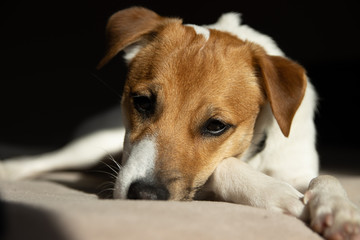 Obraz premium portrait of a dog