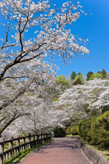 母智丘神社の桜