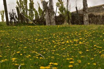 Obraz premium Colchon de flores de diente de leon en patagonia argentina