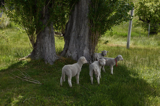 corderos huerfanos en la pradera en patagonia argentina 
