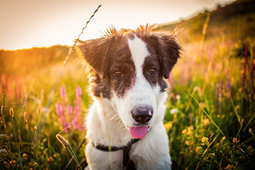 cute shepherd dog in a beautiful spring landscape