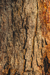 bark of a tree