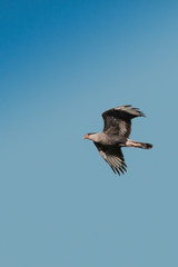 great blue heron in flight