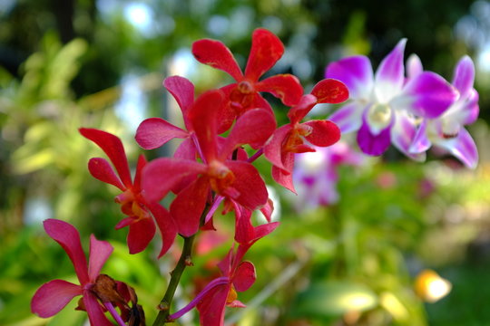 Flowers from the tropical region of Southeast Asia.