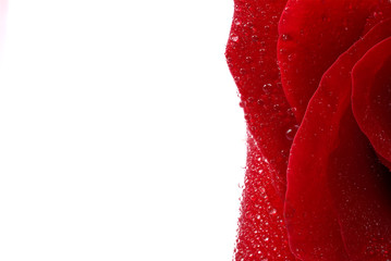 red rose with water drops close up. macro photography of beautiful rose isolated on white for copy space