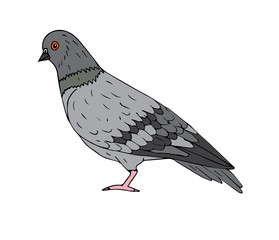 Vector hand drawn doodle sketch pigeon isolated on white background
