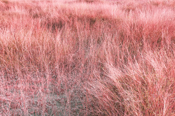 Sunshine, pink meadows and arid soil
