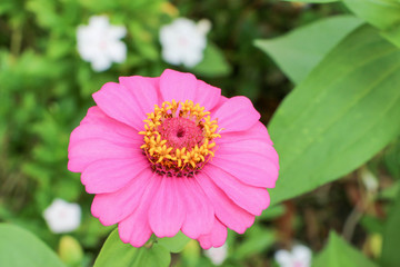 Obraz premium Big pink zinnia on blurred background