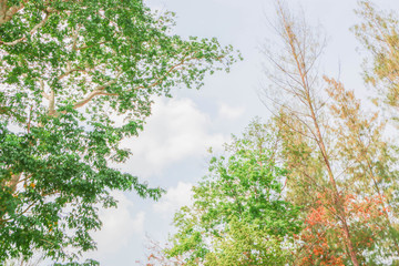 Fototapeta premium View from bottom to top of tall trees and sky