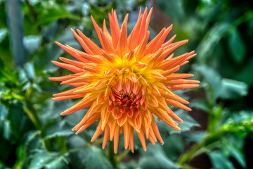 Swan Island Dahlias