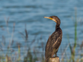 The Indian Cormorant (Phalacrocorax fuscicollis) is an all black ducklike waterbird with blue-green eyes, a rounded head, a sloping forehead, and a long sharply hooked slender bill.