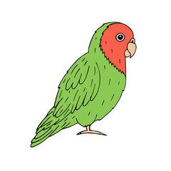 Vector hand drawn doodle sketch green lovebird parrot isolated on white background