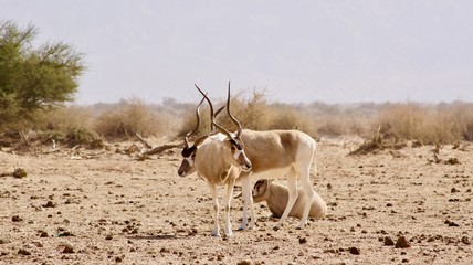Hai Bar Nature Reserve