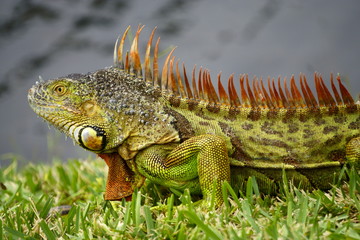 Male iguana taking in sun by a canal
